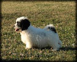 Check spelling or type a new query. View Ad Zuchon Puppy For Sale Near Iowa Wayland Usa Adn 37528