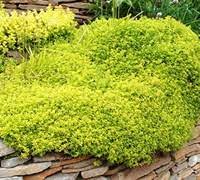 This foliage is carried through the winter so this hardy perennial will brighten up our garden when everything else is looking a little drab. Thymus Citriodorus Archers Gold Archer S Gold Thyme 10 Count Flat 4 5 Pots Groundcover Herb Perennial Thymus Creeping Thyme Gardener Direct