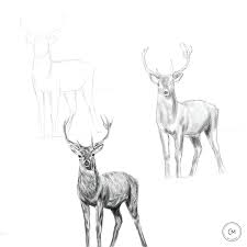 Deer is always a very attractive animal in terms of picture and this template is a multipurpose one. Deer Drawing Tutorial Animal Drawing Artwork Cremission Studio Art Education Pencil Digital Animal Drawings Deer Drawing Drawings