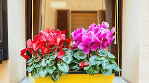 Maybe you would like to learn more about one of these? 13 Plants That Are Best For Indoors Bunnings Australia