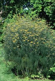 Image result for Foeniculum vulgare