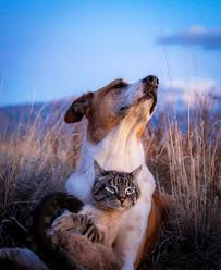 Henry Baloo On Instagram Have You Ever Heard The Wolf Cry To The Blue Corn Moon Or Asked The Gri Animal Photography Dogs Animals Animal Photography