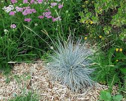 Image result for Festuca