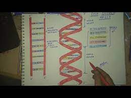 How To Draw Dna Double Helix Structure - Youtube