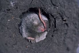 Maybe you would like to learn more about one of these? How To Get Rid Of Moles In Your Lawn