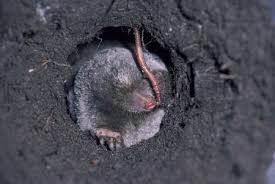 You can try getting rid of the. How To Get Rid Of Moles In Your Lawn