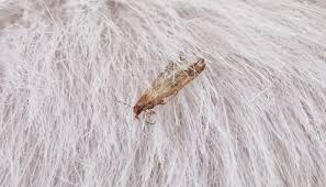 The itchiness tends to be worse or more noticeable at night, and can sometimes wake a person with pinworms. How To Get Rid Of Bed Worms Forever In 6 Easy Steps