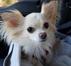 I have no chihuahua's for sale and we are not a chihuahua rescue organization. Long Hair Chihuahuas I Love My Chi