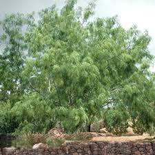 Image result for Prosopis glandulosa