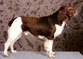 Image result for Malý münsterlandský ohař