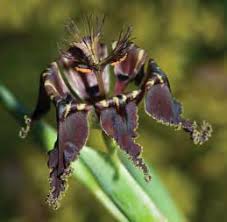 Image result for Belonophora coffeoides