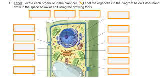 We did not find results for: Answered 1 Label Locate Each Organelle In The Bartleby