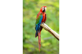 Image result for Acridocarpus chloropterus