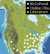 Image result for Merulius incarnatus