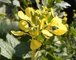 Image result for Cleomaceae