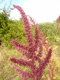 Image result for Amaranthus hybridus