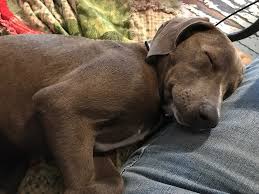 Look at pictures of blue lacy/texas lacy puppies who need a home. Velour Available For Adoption In Tx Blue Dog Rescue