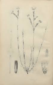 Image result for Pycreus macranthus