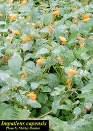 Image result for Impatiens zombensis