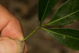 Image result for Vepris reflexa