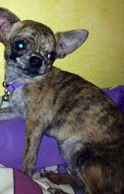 Omg A Brindle Chihuahua Chihuahua Love Cutest Dog Ever I Love Dogs