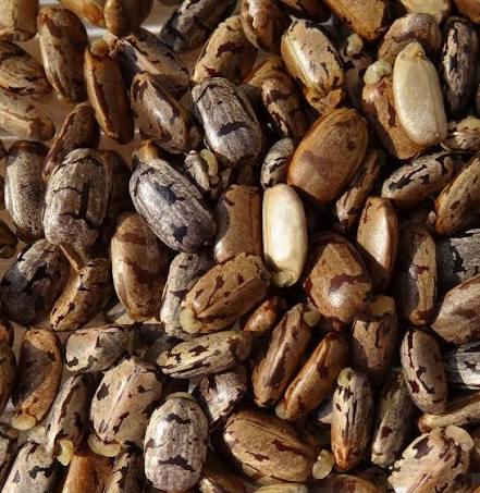 Manioc Graines
