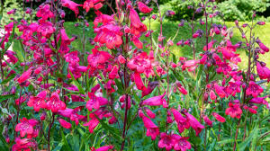 Image result for Penstemon