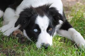 Find border collies for sale on oodle classifieds. Your Guide To The Amazing Border Collie Australian Shepherd Mix Bordercolliehealth