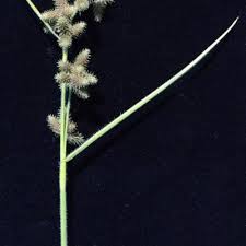 Image result for Fuirena leptostachya