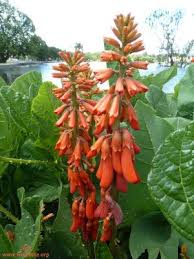 Image result for Acacia goetzei