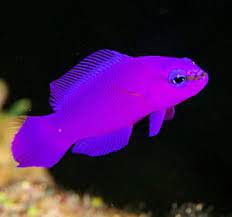 Looking for exotic fish, the peppermint angelfish is the one, but pay attention that this fish is cost $30.000. Orchid Dottyback Is A Very Rare Saltwater Fish Found In The Red Sea Does Well In A 30 Size Tank Set Up As A Reef T Saltwater Tank Fish Saltwater Fish Tanks