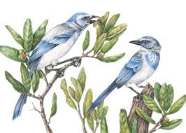Birds That Sing At Night In Florida The Beautiful Birds Of Florida The Art Of Mindy Lighthipe Florida Scrub Jay Is Found Only In Florida Learn About This Inquisi Bird Art Beautiful Birds Art