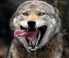 Ny Wolf Center On Twitter Funny Wolf Wolf Dog Wolf Photos