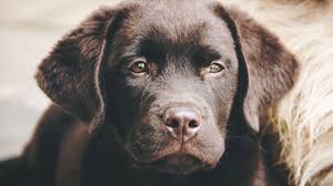 wie viel kostet ein labrador welpe im tierheim labrador ich