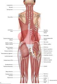 Numbness or weakness in your lower back, buttock, leg or feet. What Are The Causes Of Low Back Muscle Spasming
