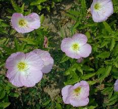 Image result for Ipomoea oenotherae