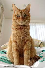Pin On Curious Cats
