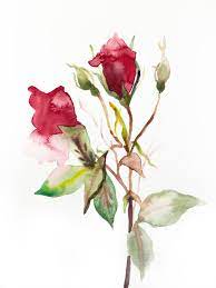 It's happening at noon and will run until 2 p.m. Rose Study No 48 By Elizabeth Becker 2020 Painting Artsper 859662