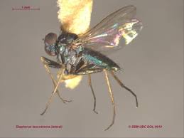 Image result for Dolichos junodii