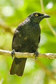 Image result for Hermannia micropetala