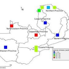 Image result for Sorghastrum pogonostachyum
