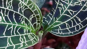 Maybe you would like to learn more about one of these? A Complete Care Guide For Macodes Petola