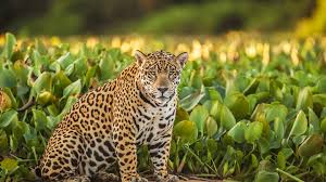 State of the 2021 jacksonville jaguars: Meet El Jefe The Only Known Jaguar Living In The United States The Atlantic