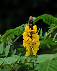 Image result for Senna didymobotrya