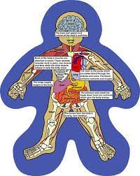 Body parts diagram for kids. Lazear Science After School Program Food Protein Human Body Systems Human Body Diagram Human Body Muscles