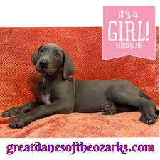 Great dane puppies for adoption in missouri. Tso6niyg9w3uhm