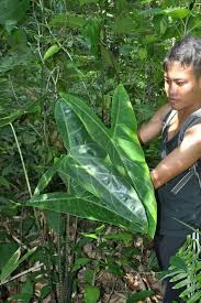 Alocasia Longiloba Green Zebra Borneo Kebun