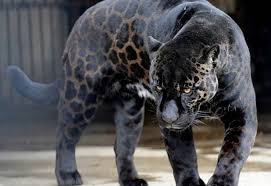 It even became a name of a popular movie. Black Panthers Don T Exist