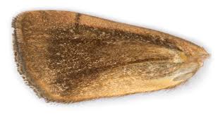 Image result for Noctua interjecta