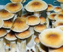 Buy Psilocybe Cubensis Mushroom Spores Premium Spores Mushroom Spores Spore Malabar